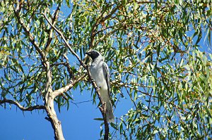 Cuckoo-shrike, Black-faced, 2008-01298130 Canberra, AU